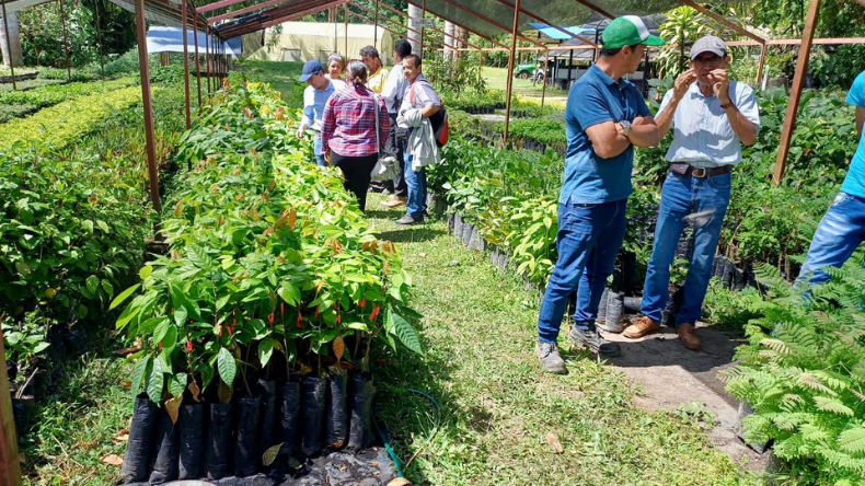 Alcaldía destinará más de $200 millones para apoyar a cacaoteros de Ibagué Alcaldía destinará más de $200 millones para apoyar a cacaoteros de Ibagué