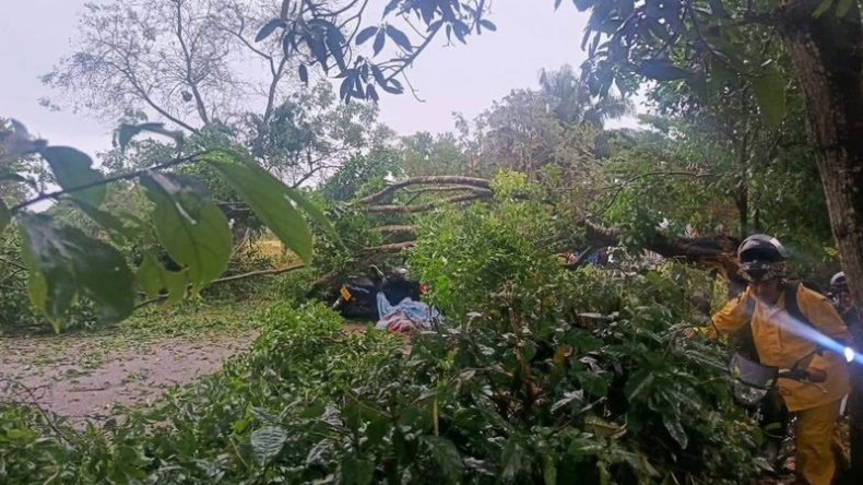 Motociclista murió al chocar contra árbol caído en Payandé Motociclista murió al chocar contra árbol caído en Payandé