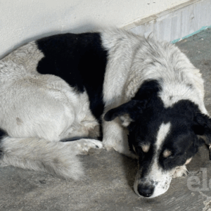 Muñeco, el perrito héroe que evitó un asesinato en Ibagué Muñeco, el perrito héroe que evitó un asesinato en Ibagué