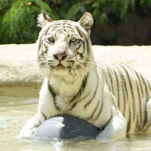 La tigresa del Zoológico de Cali murió tras ataque de su hijo