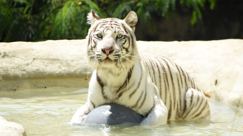 La tigresa del Zoológico de Cali murió tras ataque de su hijo La tigresa del Zoológico de Cali murió tras ataque de su hijo