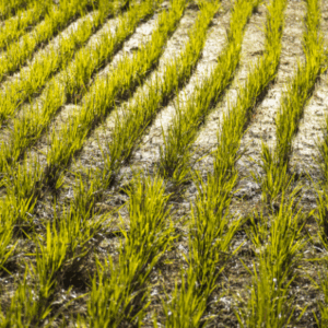 El Tolima rechaza la imposición de Zonas de Protección para la Producción de Alimentos El Tolima rechaza la imposición de Zonas de Protección para la Producción de Alimentos