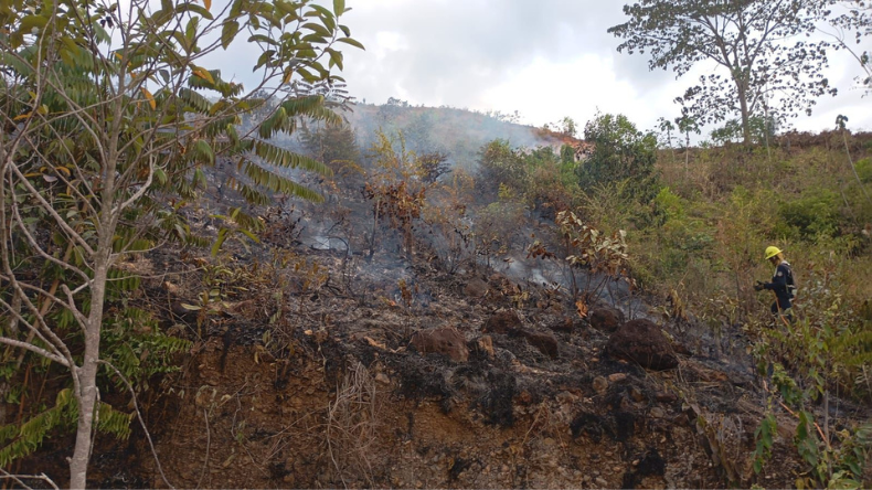 Más de 220 hectáreas han sido arrasadas por incendios en el Tolima este mes Más de 220 hectáreas han sido arrasadas por incendios en el Tolima este mes