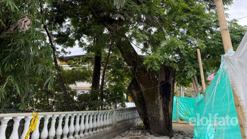Posible tala de samanes reaviva polémica en la calle 10 de Ibagué Posible tala de samanes reaviva polémica en la calle 10 de Ibagué