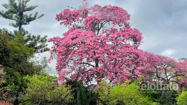 Esta es la razón por la que los Ocobos florecen más en esta época en Ibagué Esta es la razón por la que los Ocobos florecen más en esta época en Ibagué