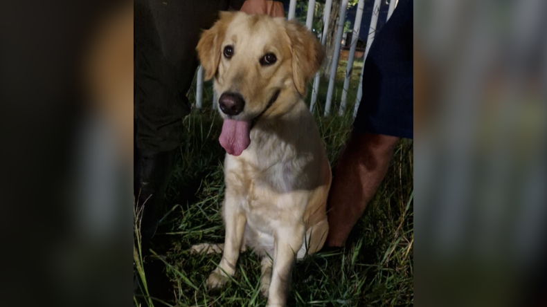 Lulú, la perrita salvada gracias a ciudadanos en Ibagué Lulú, la perrita salvada gracias a ciudadanos en Ibagué