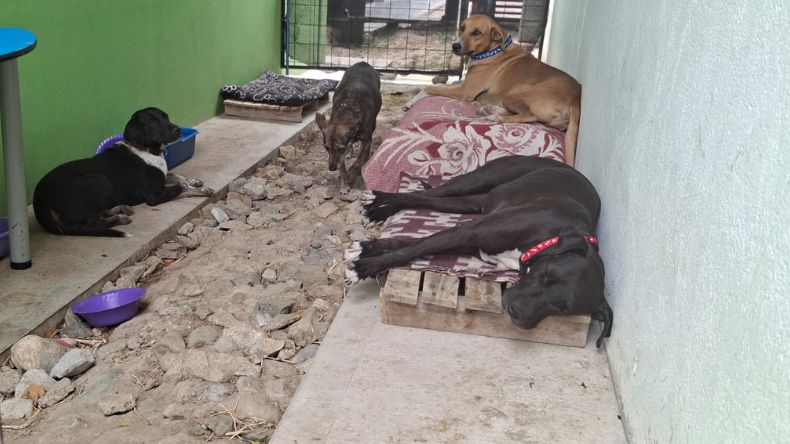 Quieren expulsar a cinco perritos de un colegio, estudiantes piden ayuda para que se queden Quieren expulsar a cinco perritos de un colegio, estudiantes piden ayuda para que se queden