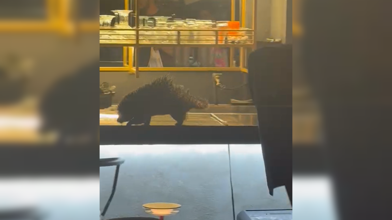 Rescatan a un puercoespín en gastrobar de Ibagué Rescatan a un puercoespín en gastrobar de Ibagué