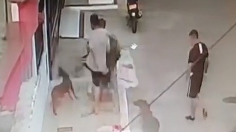 Condenaron en el Tolima a un hombre por matar a tiros a una canina Condenaron en el Tolima a un hombre por matar a tiros a una canina