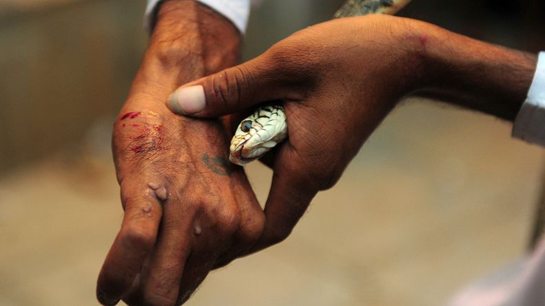 Demoras en antídotos tras mordeduras de serpiente ponen en riesgo la vida Demoras en antídotos tras mordeduras de serpiente ponen en riesgo la vida