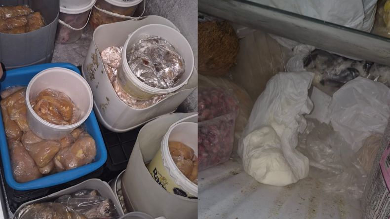 Cierran temporalmente dos restaurantes de Ibagué por plagas y malas prácticas sanitarias Cierran temporalmente dos restaurantes de Ibagué por plagas y malas prácticas sanitarias