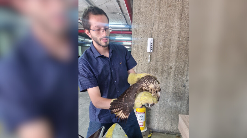 Rescataron un ave silvestre en Rovira Rescataron un ave silvestre en Rovira
