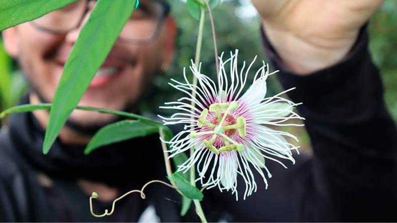 Descubren en el Tolima una nueva especie de planta única en el mundo