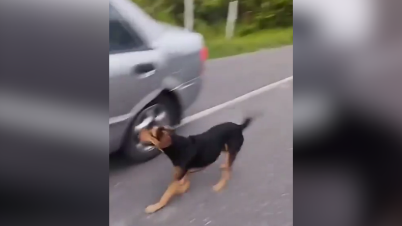 Abandonaron a un perro en plena vía pero testigos lo salvaron