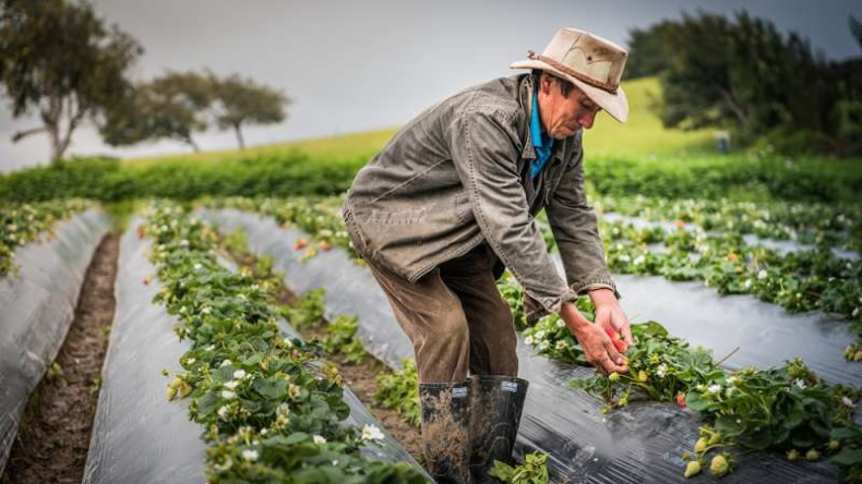 Invertirán $5.600 millones para apoyar proyectos rurales de firmantes de paz Invertirán $5.600 millones para apoyar proyectos rurales de firmantes de paz