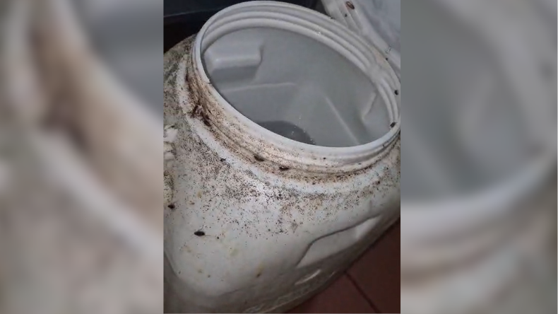 Cerraron restaurante en centro comercial de Ibagué por plaga de cucarachas Cerraron restaurante en centro comercial de Ibagué por plaga de cucarachas