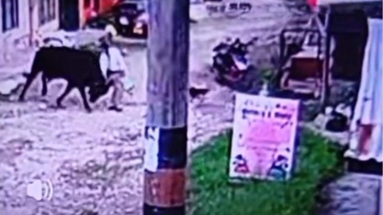 Adulto mayor murió tras ser embestido por un toro en Ibagué Adulto mayor murió tras ser embestido por un toro en Ibagué