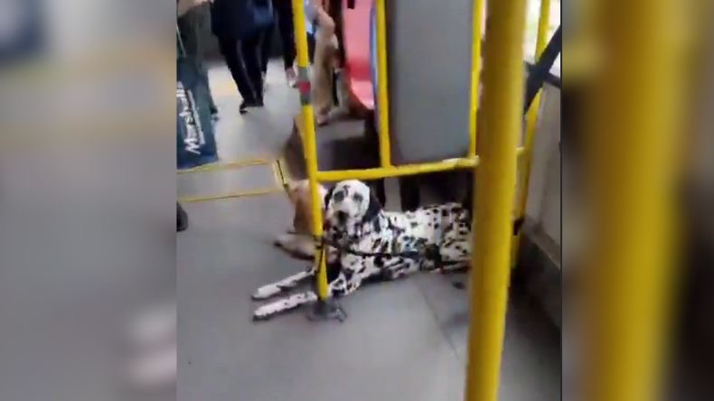 Conductor del SITP bajó a pasajero por viajar con perros Conductor del SITP bajó a pasajero por viajar con perros