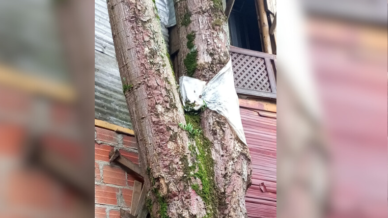 Alertan riesgo por árboles que amenazan tres viviendas en Dosquebradas