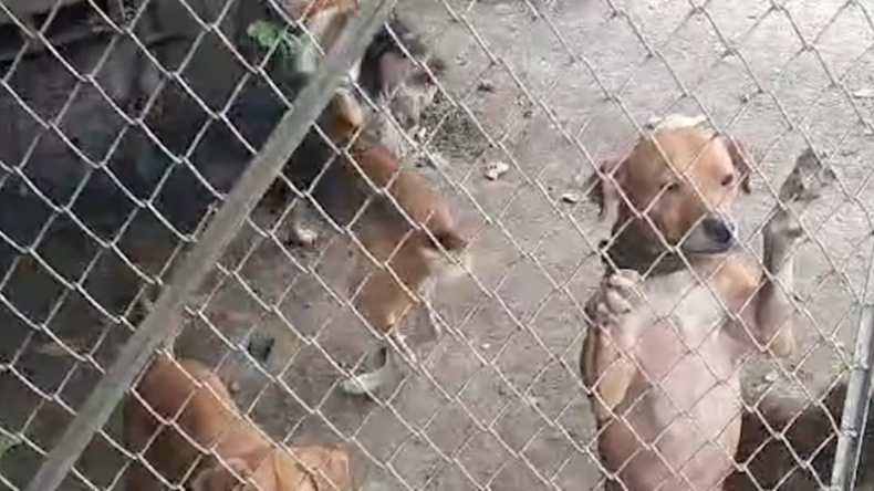 Imputaron cargos a un hombre que tenía 14 perros en condiciones infrahumanas Imputaron cargos a un hombre que tenía 14 perros en condiciones infrahumanas