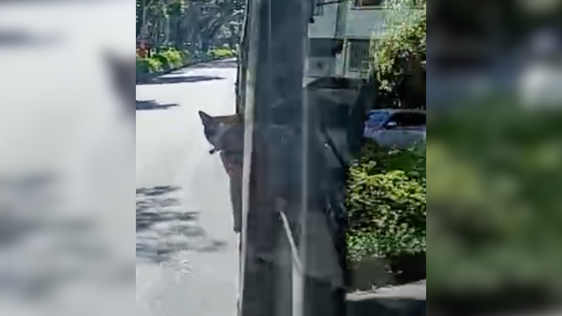 Gatita fue vista asomándose por la ventana de un bus en Ibagué