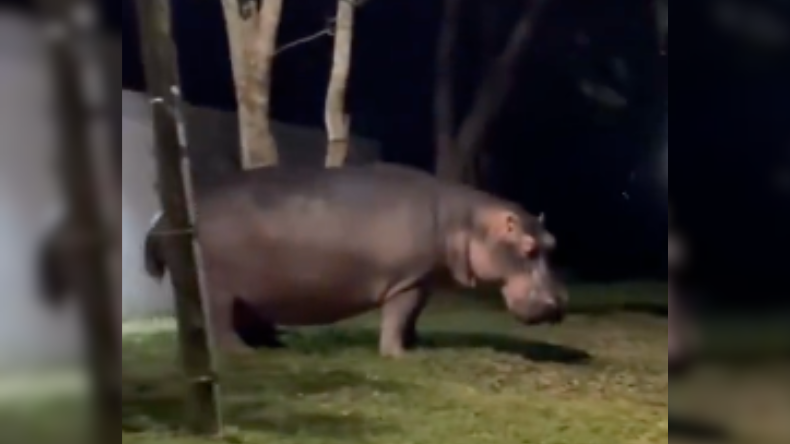 Influncer español registró aparición de un hipopótamo en Doradal Influncer español registró aparición de un hipopótamo en Doradal