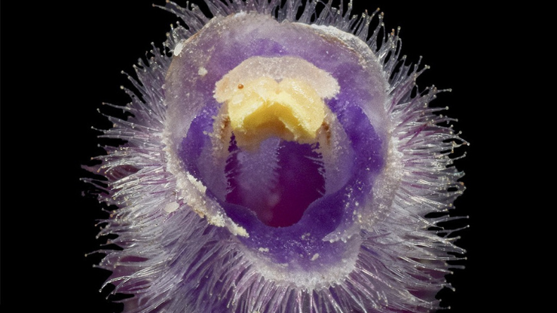 Descubren nueva especie de planta andina en el Tolima Descubren nueva especie de planta andina en el Tolima