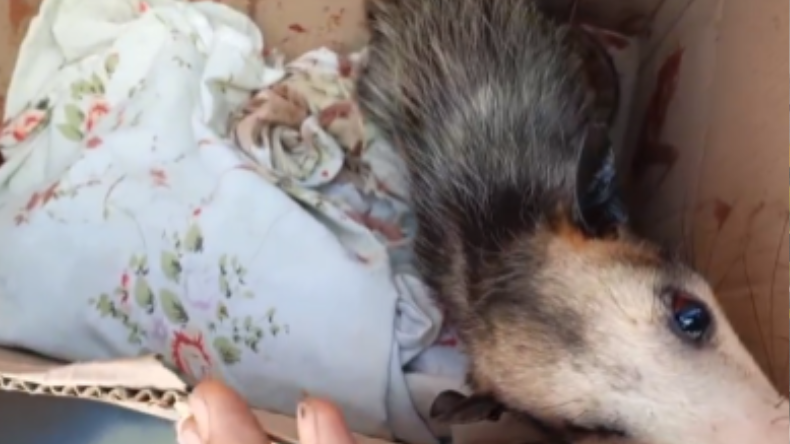 Una zarigüeya herida habría estado más de 11 horas sin atención en Ibagué Una zarigüeya herida habría estado más de 11 horas sin atención en Ibagué