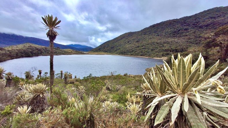 Cortolima aprueba el Plan de Manejo del PNR Loros Andinos