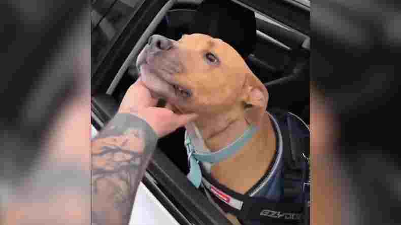 Magnus: un símbolo de resiliencia y optimismo Magnus: un símbolo de resiliencia y optimismo