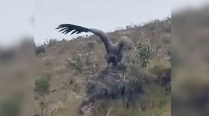 Reportaron cóndor andino herido en área rural