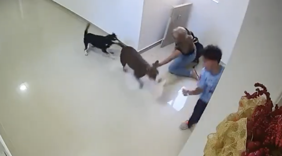 Pitbull atacó a un niño de 10 años en un edificio de Barranquilla