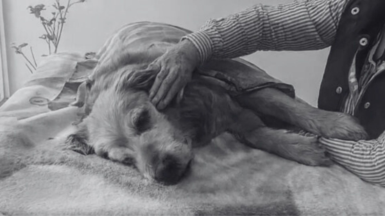 Perrito murió envenenado en parque del norte de Bogotá