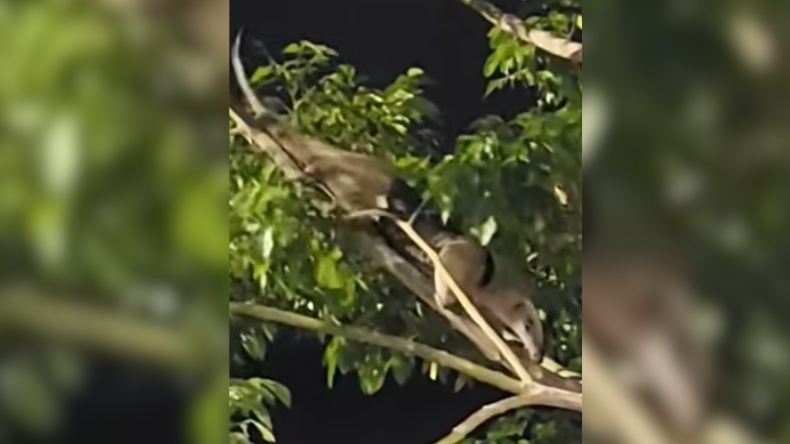 Reportaron un oso hormiguero en la vía al Aeropuerto de Ibagué Reportaron un oso hormiguero en la vía al Aeropuerto de Ibagué