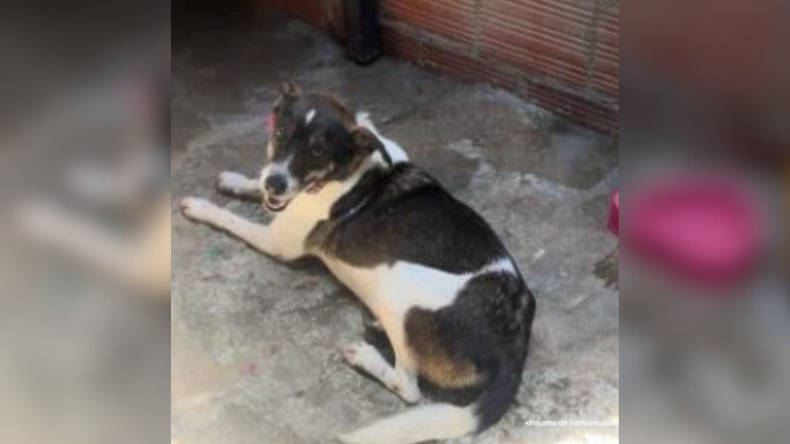 Condenan a hombre que golpeó con un bate a una perrita en Ibagué Condenan a hombre que golpeó con un bate a una perrita en Ibagué