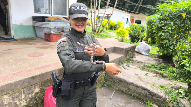 Rescataron a dos tortugas y una boa en Ibagué Rescataron a dos tortugas y una boa en Ibagué