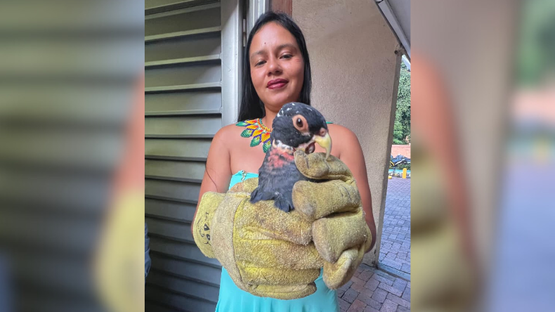 Rescataron lora negra silvestre hallada en zona urbana de Ibagué Rescataron lora negra silvestre hallada en zona urbana de Ibagué