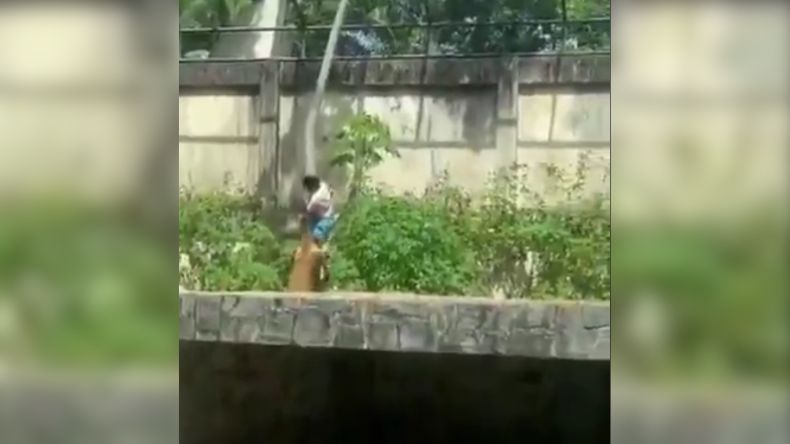 Leona atacó a joven en zoológico de Brasil Leona atacó a joven en zoológico de Brasil