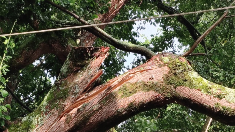 Lluvias dejan caída de árboles y redes eléctricas afectadas en Ibagué Lluvias dejan caída de árboles y redes eléctricas afectadas en Ibagué