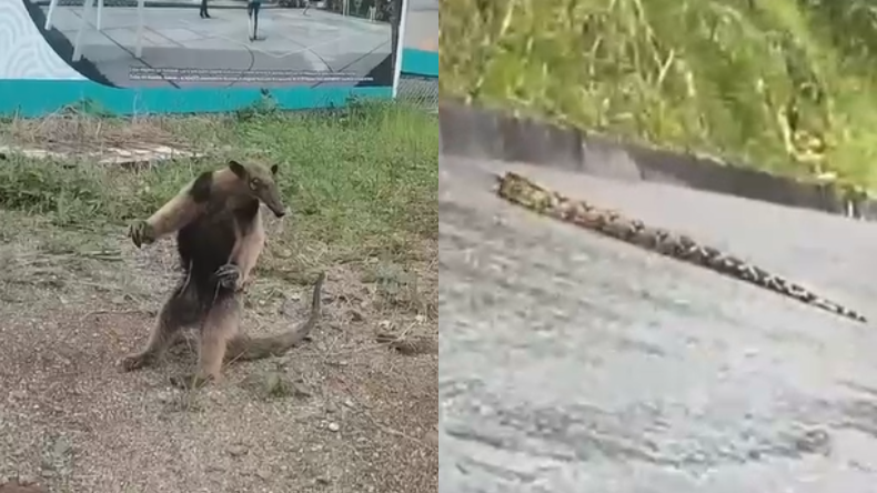 Preocupación por avistamiento de fauna silvestre en zonas urbanas de Ibagué Preocupación por avistamiento de fauna silvestre en zonas urbanas de Ibagué