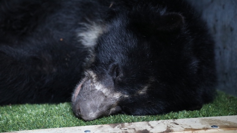 Oso andino que iba a ser liberado, murió durante su traslado Oso andino que iba a ser liberado, murió durante su traslado