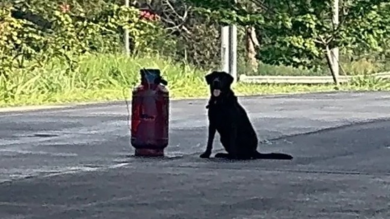 Polémica por presencia de un perro junto a presunto cilindro bomba Polémica por presencia de un perro junto a presunto cilindro bomba