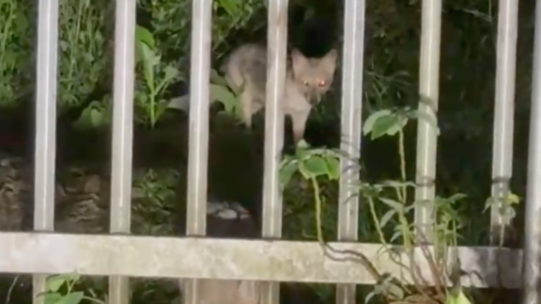 Captan zorros rondando conjuntos residenciales en La Samaria