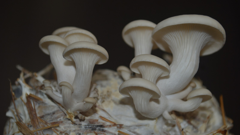 Descubren nueva especie de hongo en el Tolima Descubren nueva especie de hongo en el Tolima