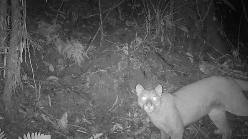 Registran por primera vez un puma en el sur del Tolima Registran por primera vez un puma en el sur del Tolima