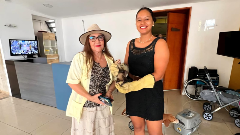 Rescataron a una zarigüeya que ingresó al Museo de Arte del Tolima Rescataron a una zarigüeya que ingresó al Museo de Arte del Tolima