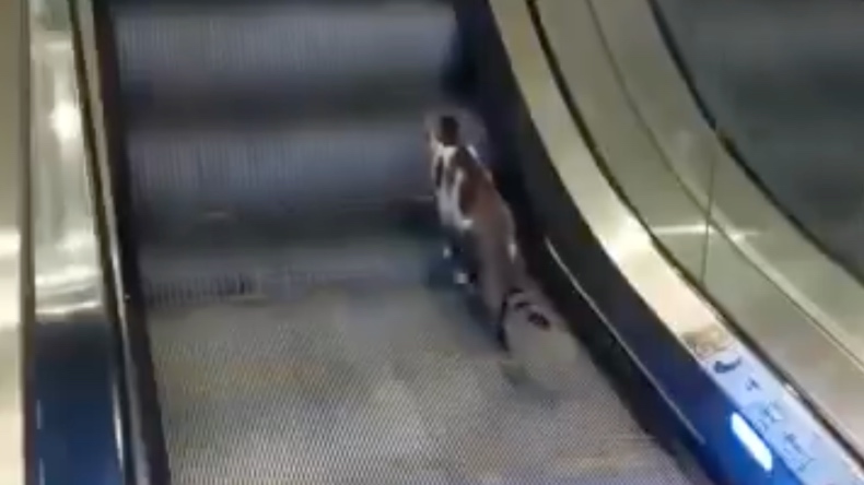 Gatito fue auxiliado por un hombre al intentar subir una escalera eléctrica Gatito fue auxiliado por un hombre al intentar subir una escalera eléctrica