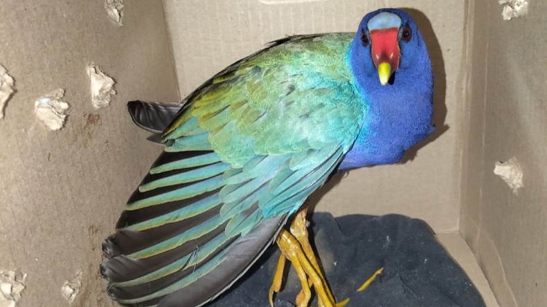 Tres animales silvestres fueron rescataron por la Policía de Ibagué Tres animales silvestres fueron rescataron por la Policía de Ibagué