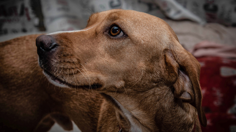 Los perros también pueden sufrir “alzhéimer”: hallan genes asociados Los perros también pueden sufrir “alzhéimer”: hallan genes asociados
