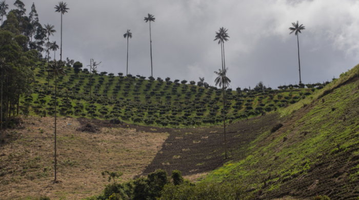 Proyecto ciudadano busca limitar uso del suelo en predios de AngloGold en Cajamarca Proyecto ciudadano busca limitar uso del suelo en predios de AngloGold en Cajamarca